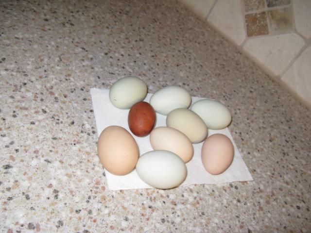 First Maran egg