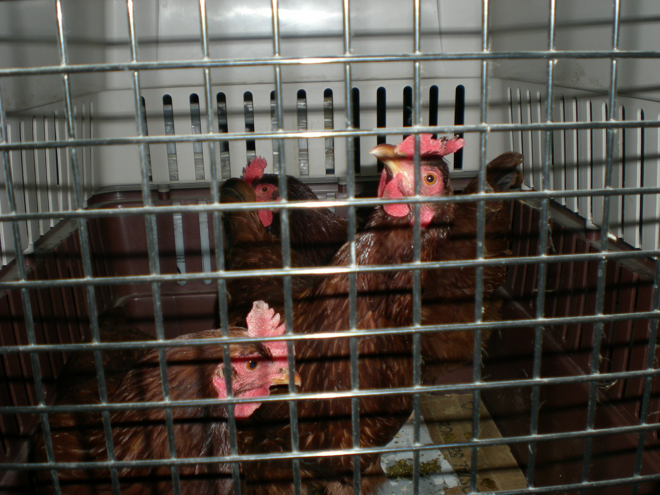 First meeting! Ruby, Ginger and Pink in the back