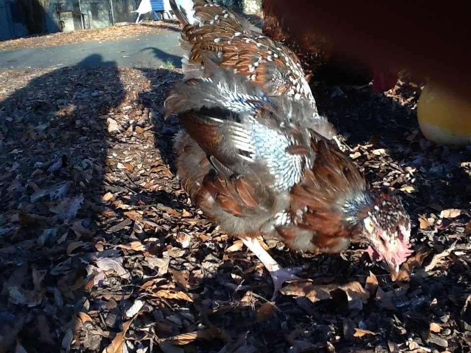 First molt, Henny Penny