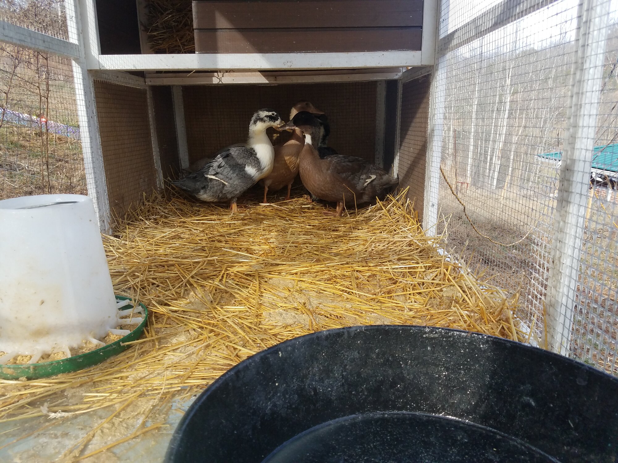 First Morning in their new home