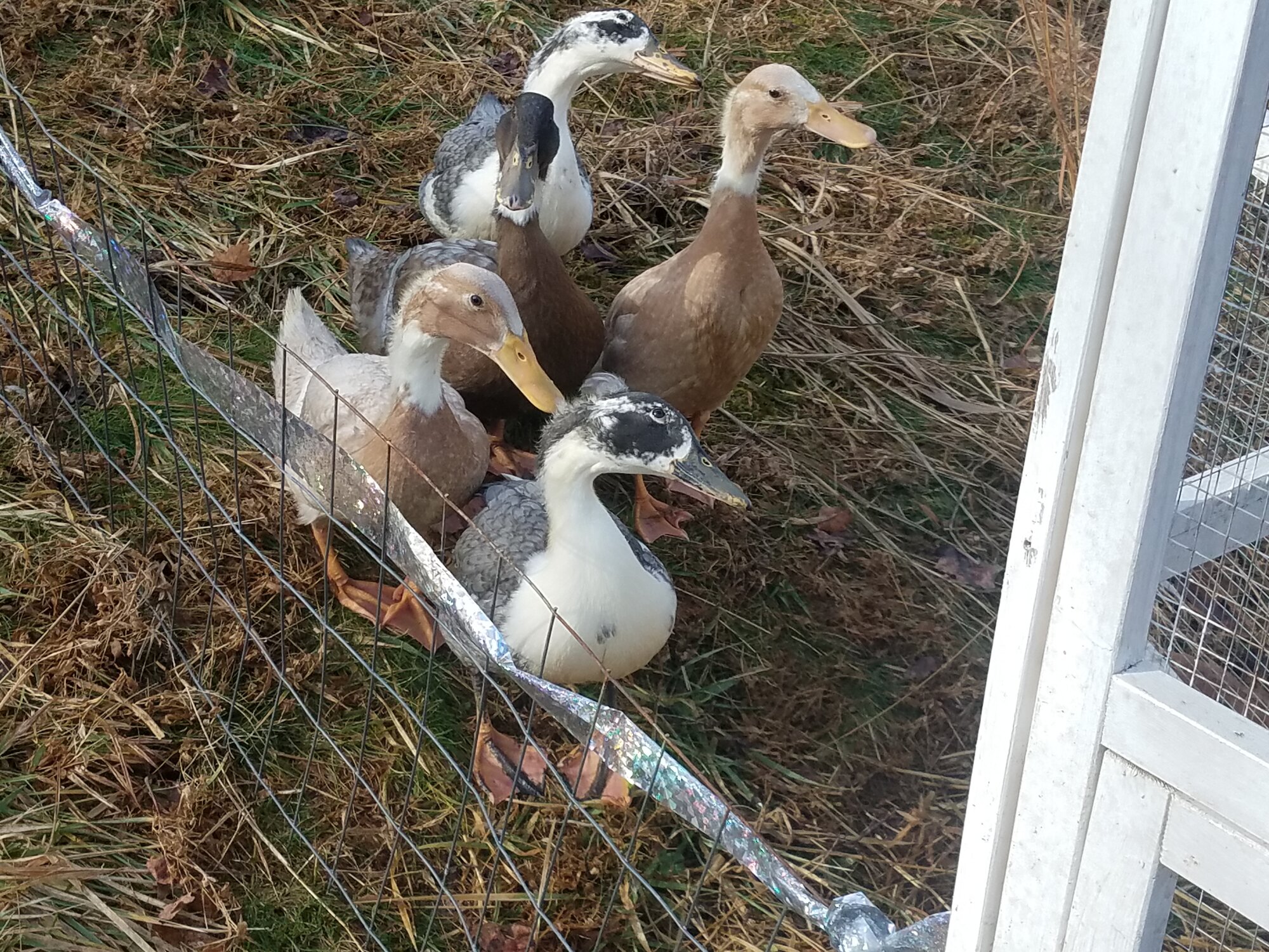 First Morning outside