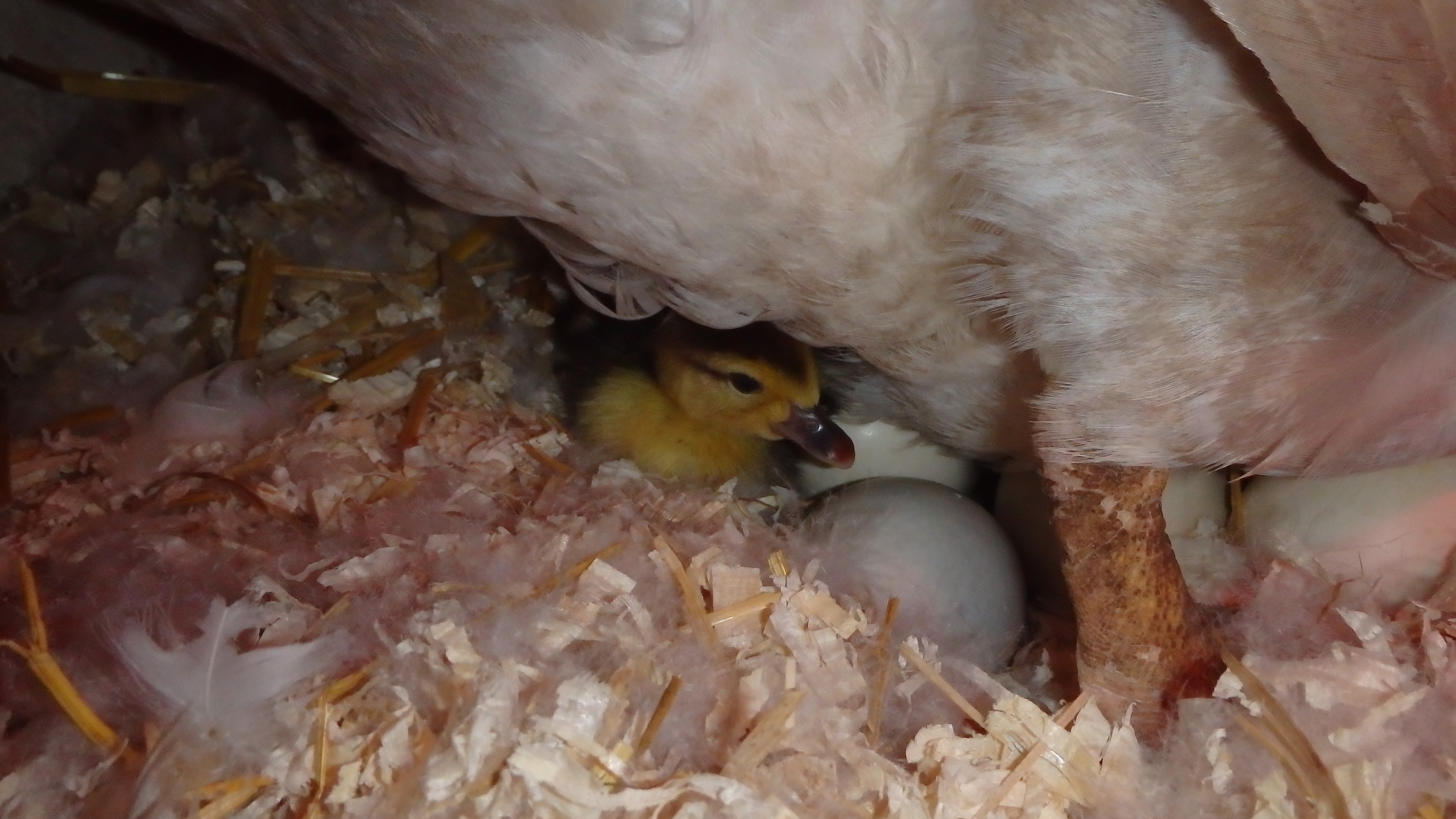 First Muscovy duckling of this year! <3 <3