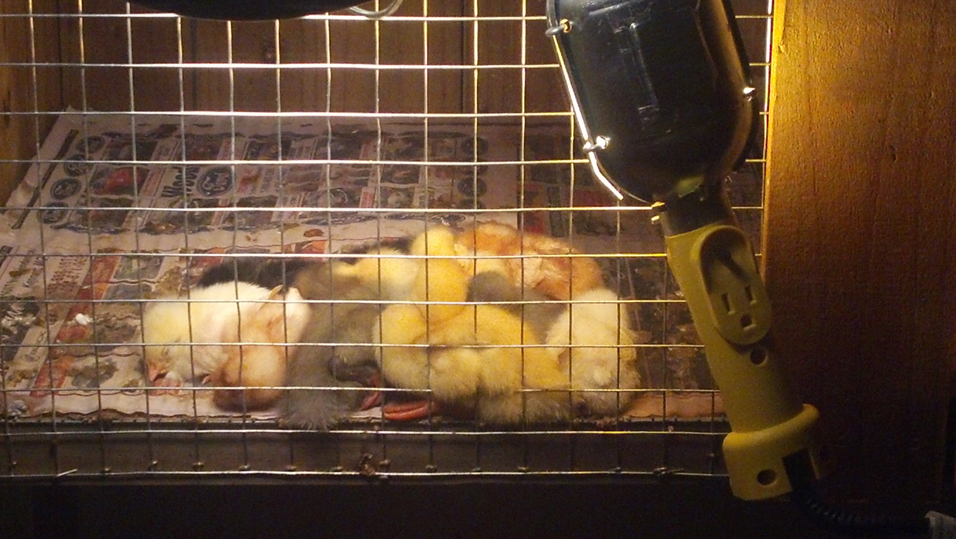 First night all together