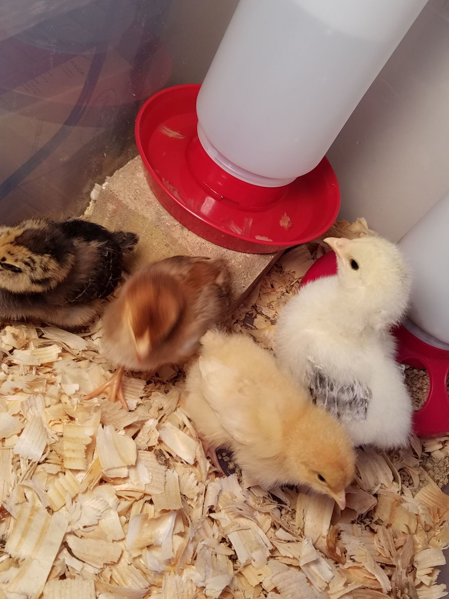 First night at home.