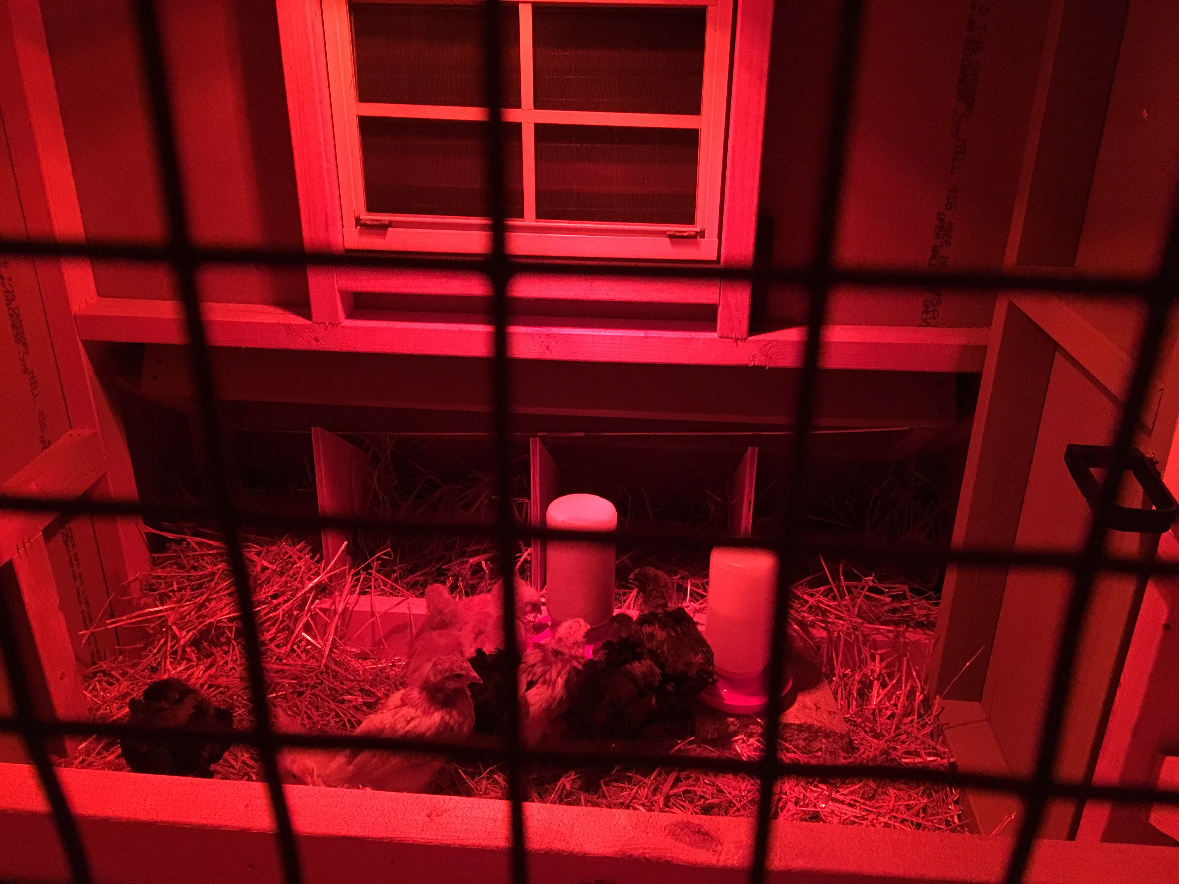 First night in the coop comforted by their familiar red heat lamp.