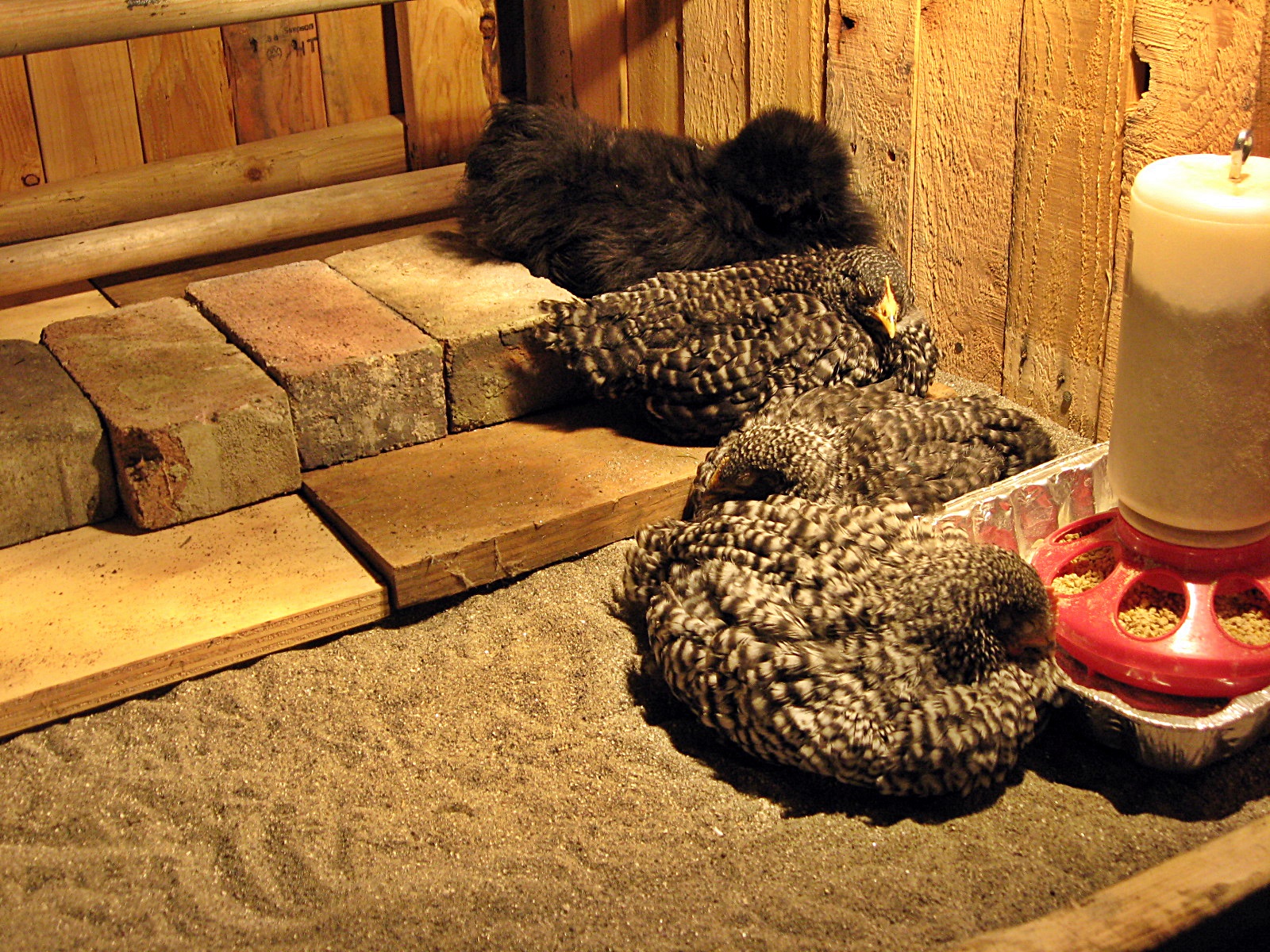 First night in the new coop, and exhausted after a day of foraging.