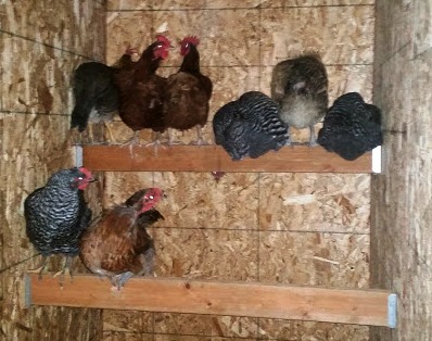 First Night in the new coop!  My DH herded them all inside and then caught them all and placed them on the roosts - you can just see the confusion in this photo, lol.