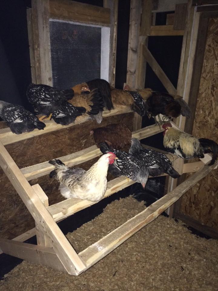 First night in the new coop! We waited until they were roosting for almost an hour in the old coop before we moved them over one at a time. Overall went really smooth. Now they are in lock down for a few days so they get all nested in so to speak.