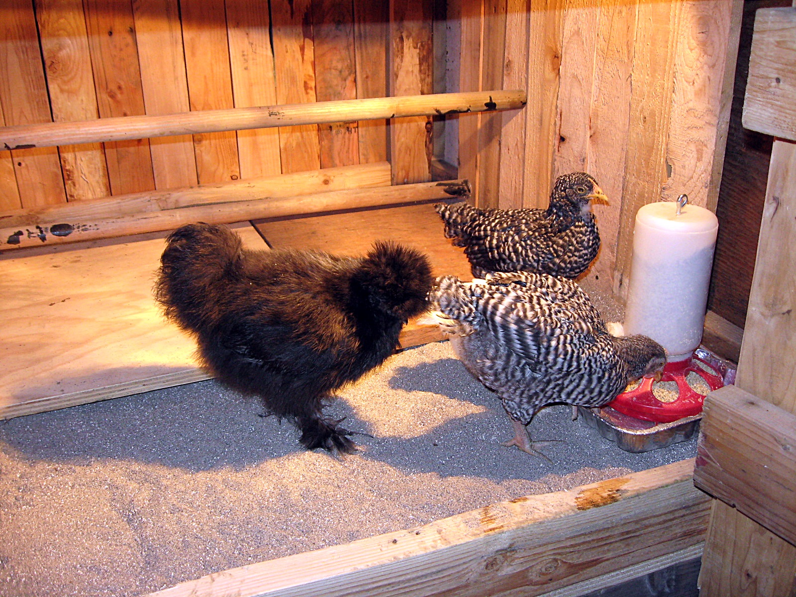 First night in the new coop!