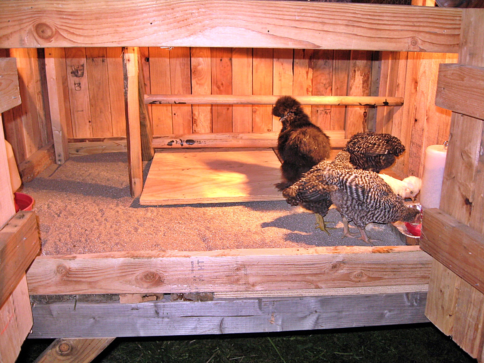 First night in the new coop!