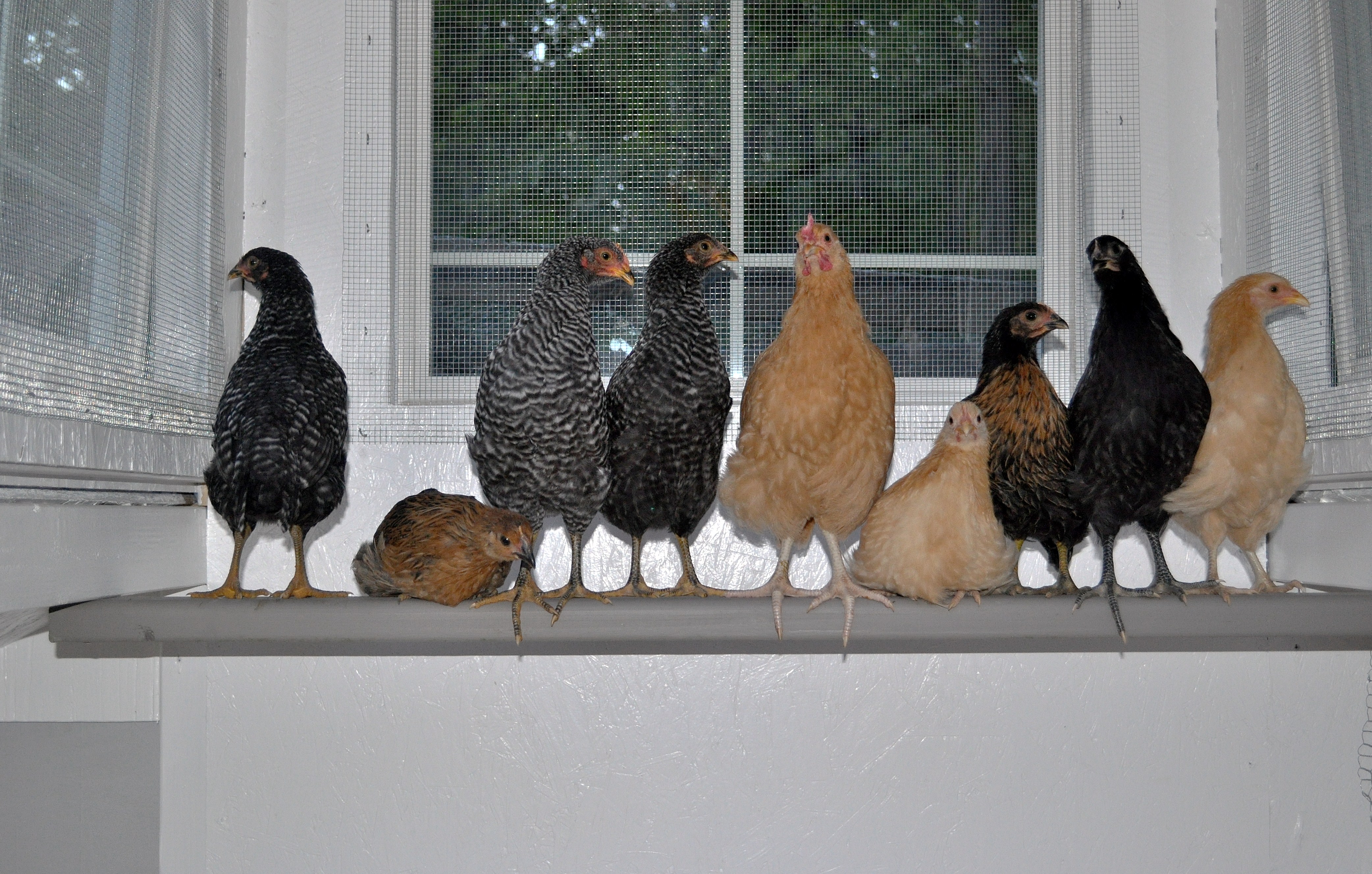 First night in their new coop.