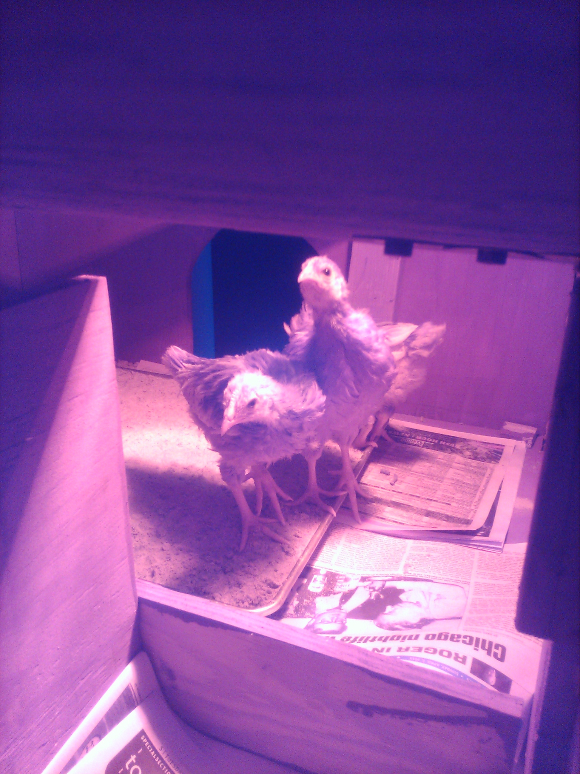 First night outside in the coop and on their own.