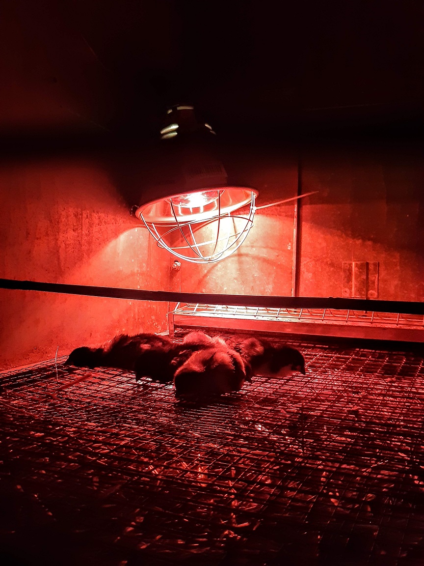 first night