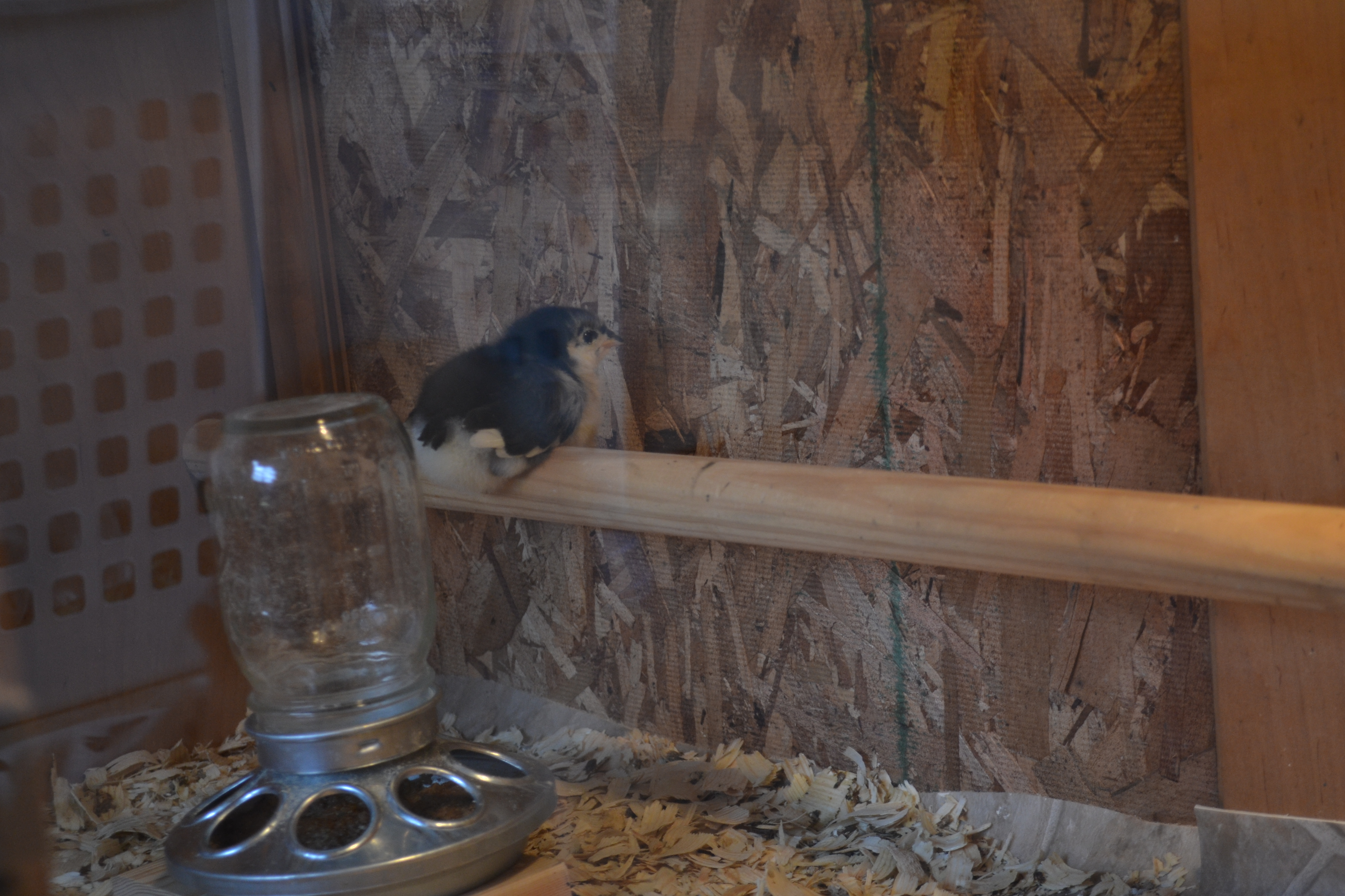 First one that figured out how to use the roost bar.