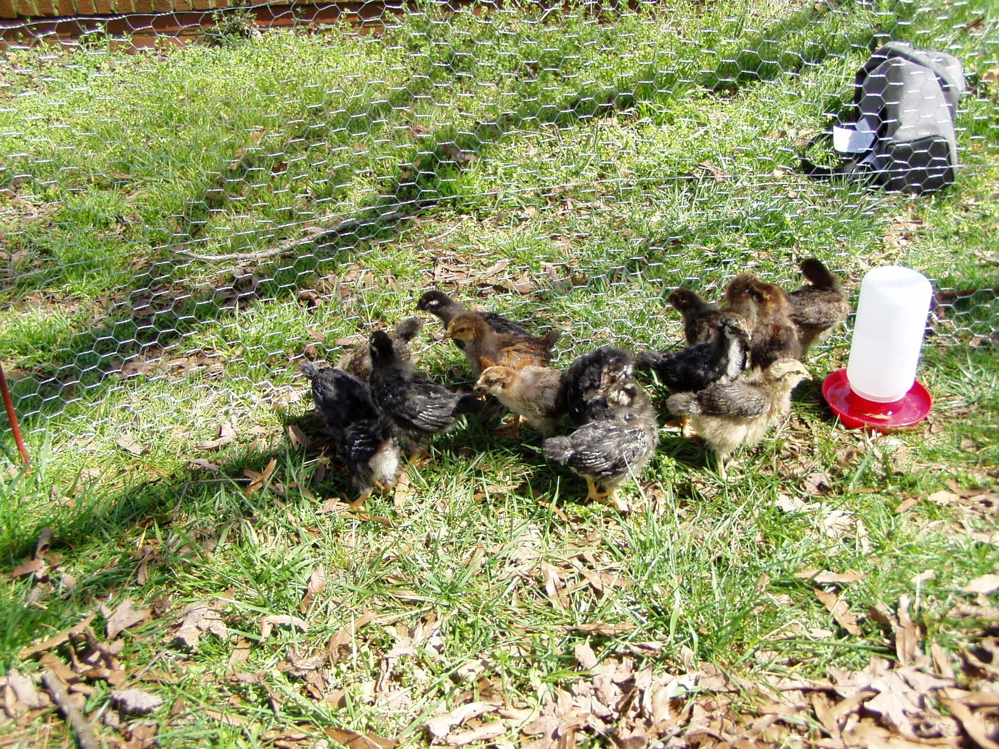 First Outing, huddled by the side.