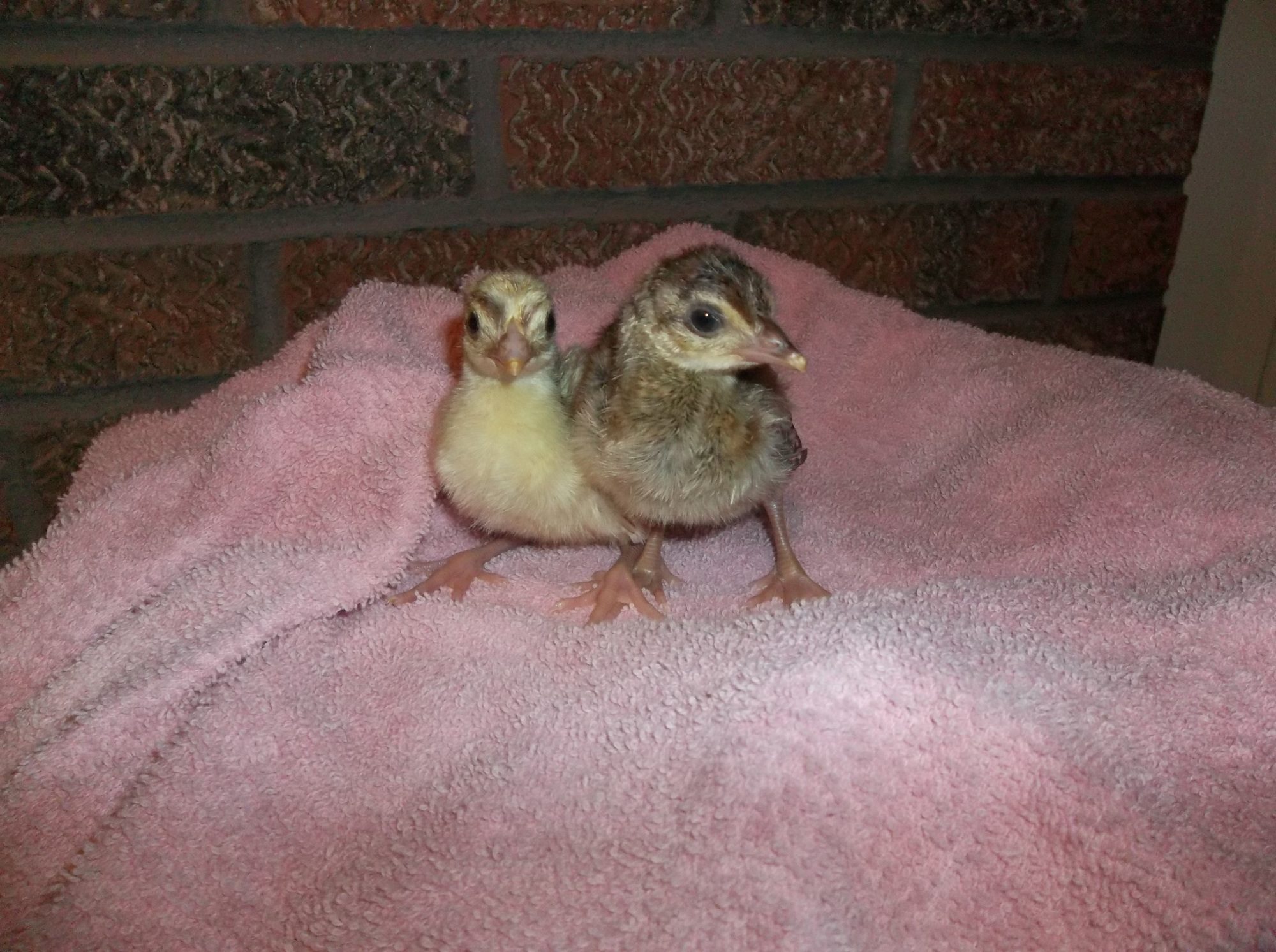 First Peachicks of 2012