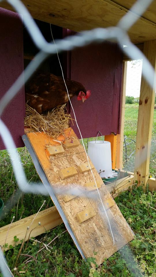 First peek out of coop