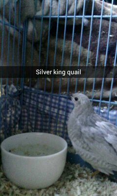 First photo of my new silver button/king quail.