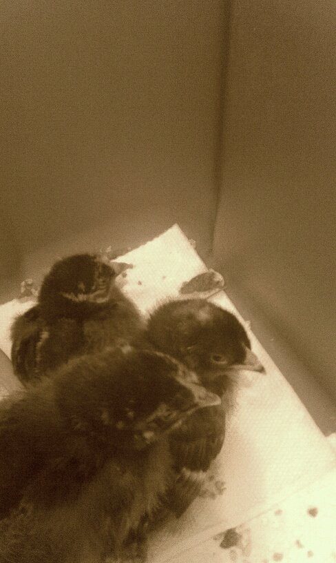 First pic of chicks 2012