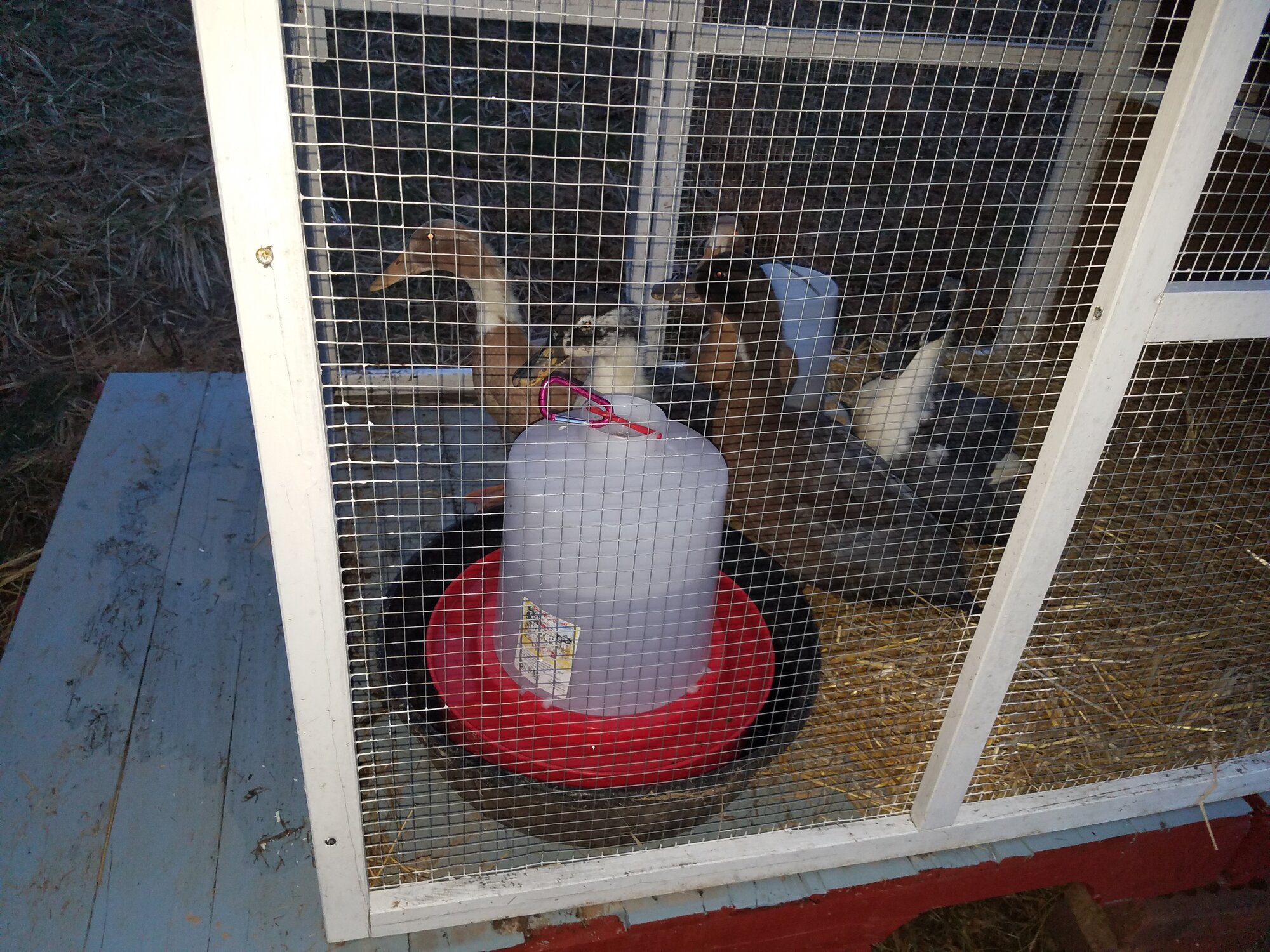 First picture of the Ducknagers in their new temporary home