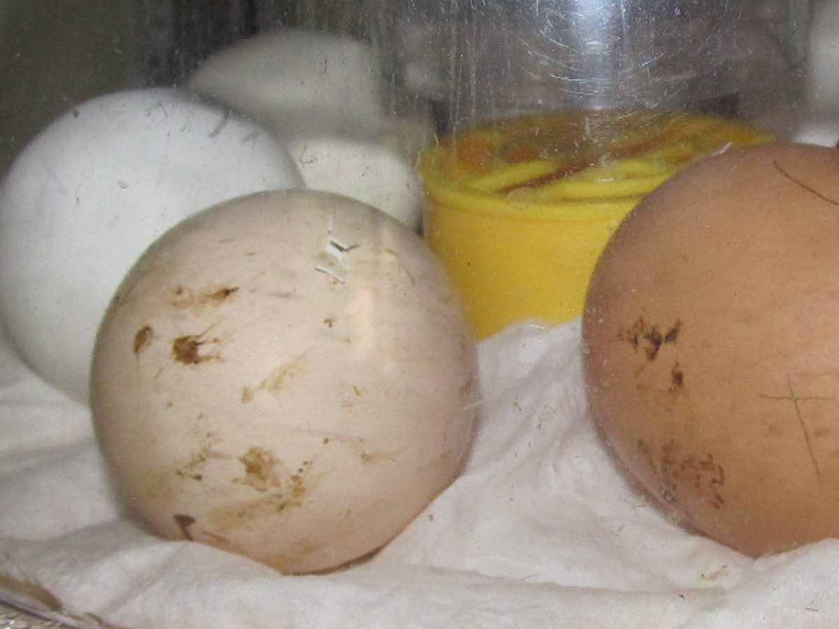 First pip! See the pink egg to the left?