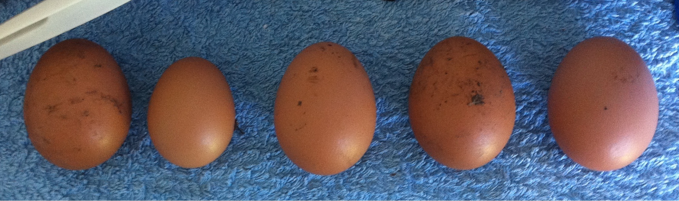 First pullet egg, second from left.