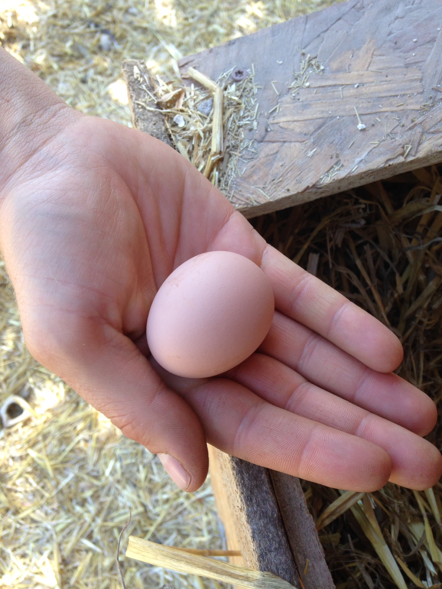First Pullett egg from hatch 04/29/15