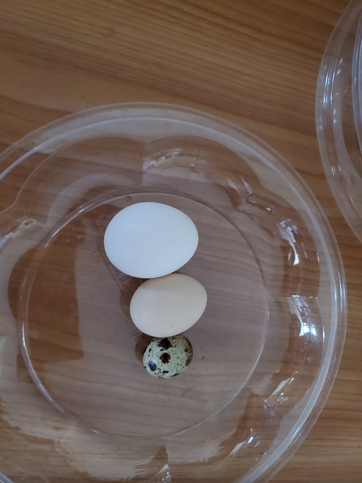 First Quail egg