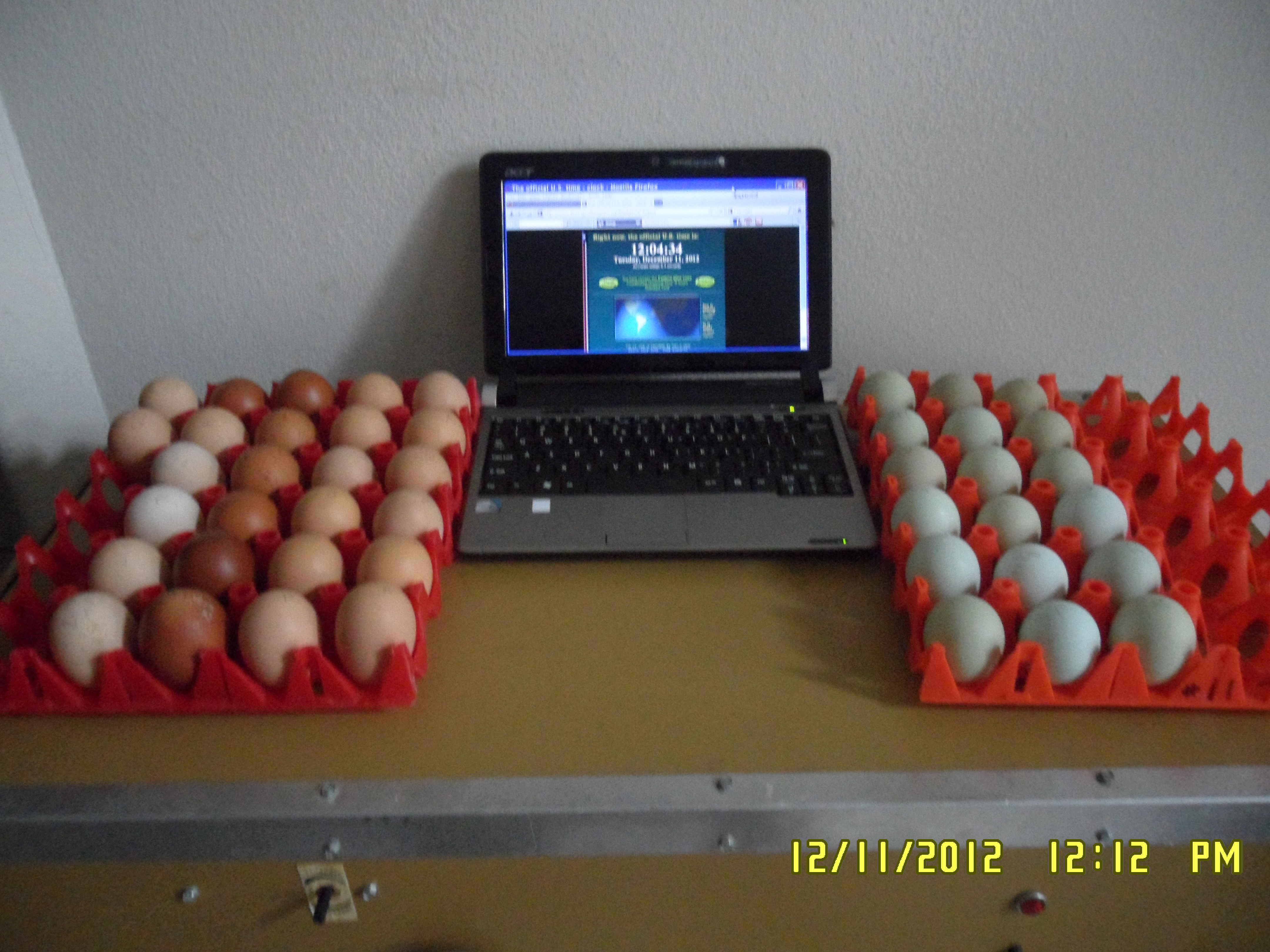 First set of eggs for the NYD Hatchalong.
18 Araucana,
12 RIR,
7 BCM & White Marans,
7 Lav. Orpington