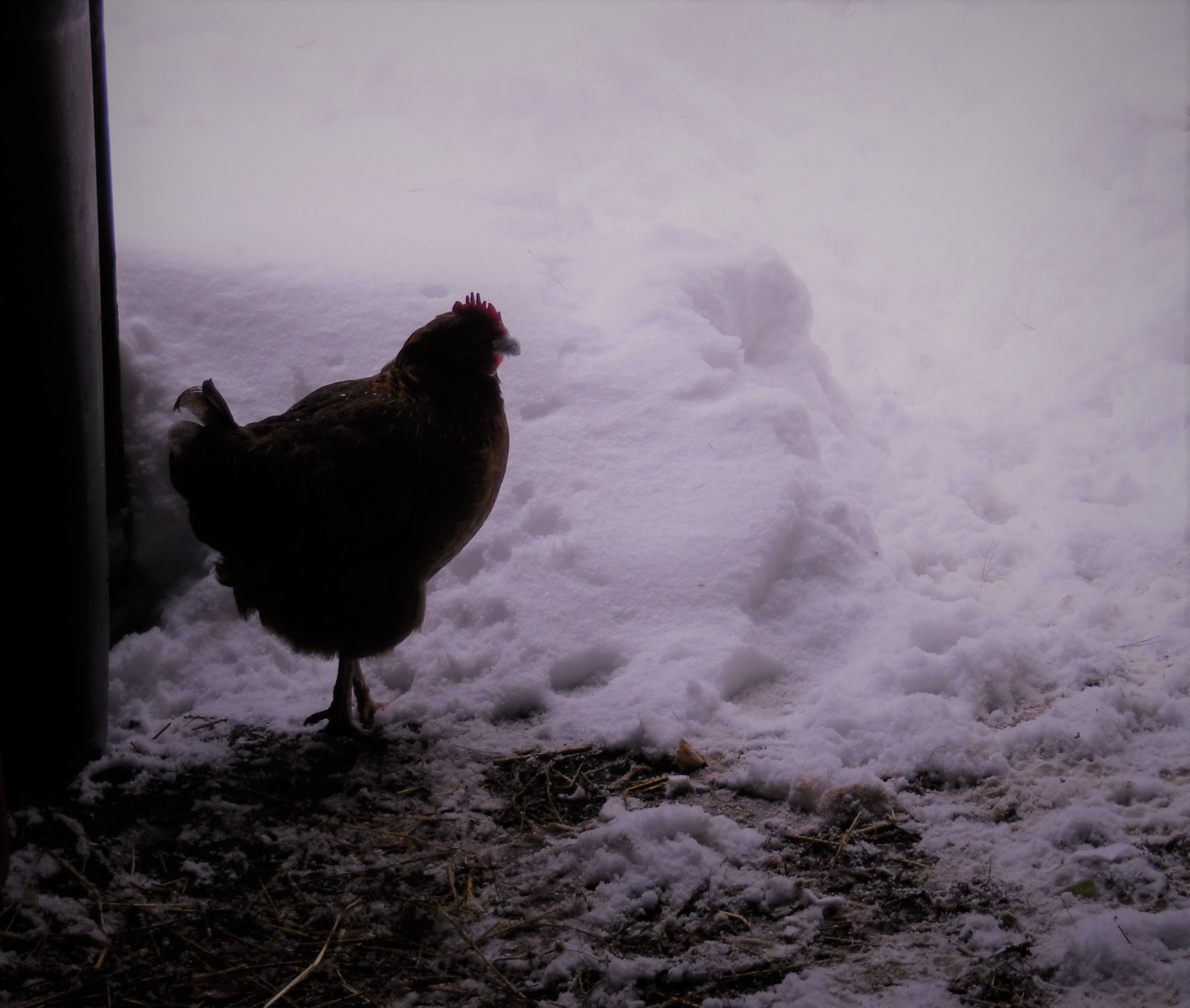 first snowstorm for this girl