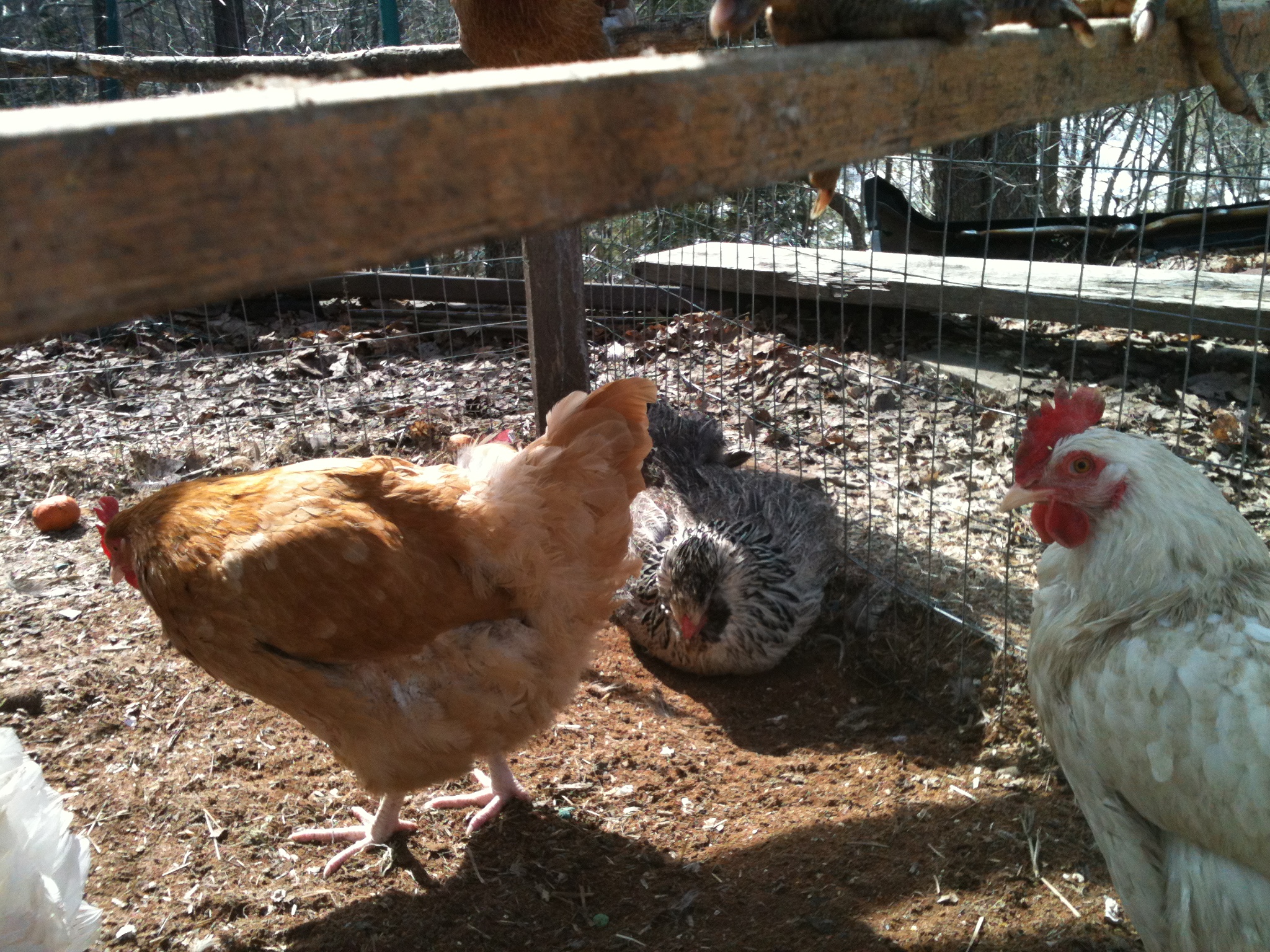 first springlike day and they were happy hens!