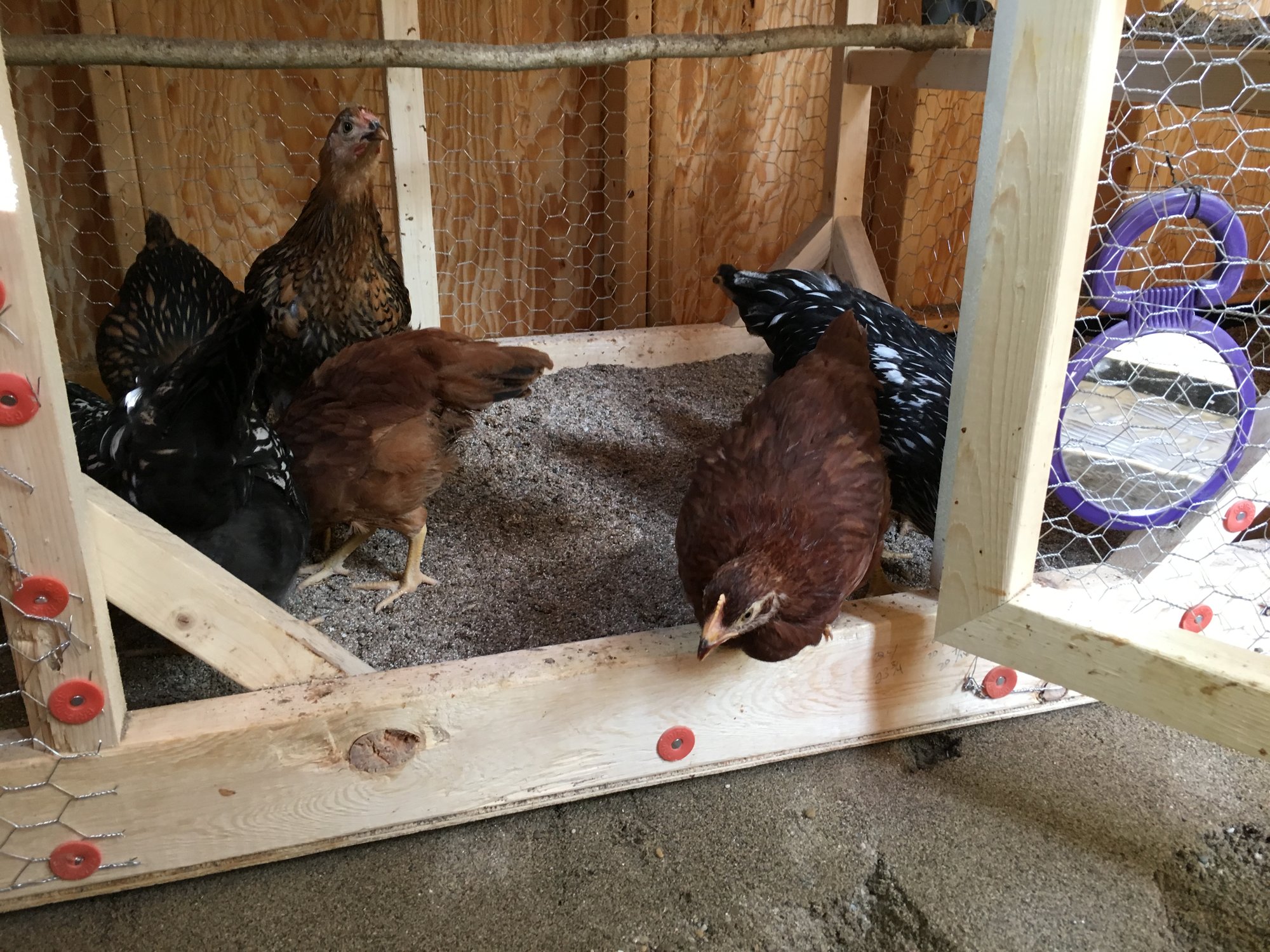 First steps out of the brooder and into the big bird coop!