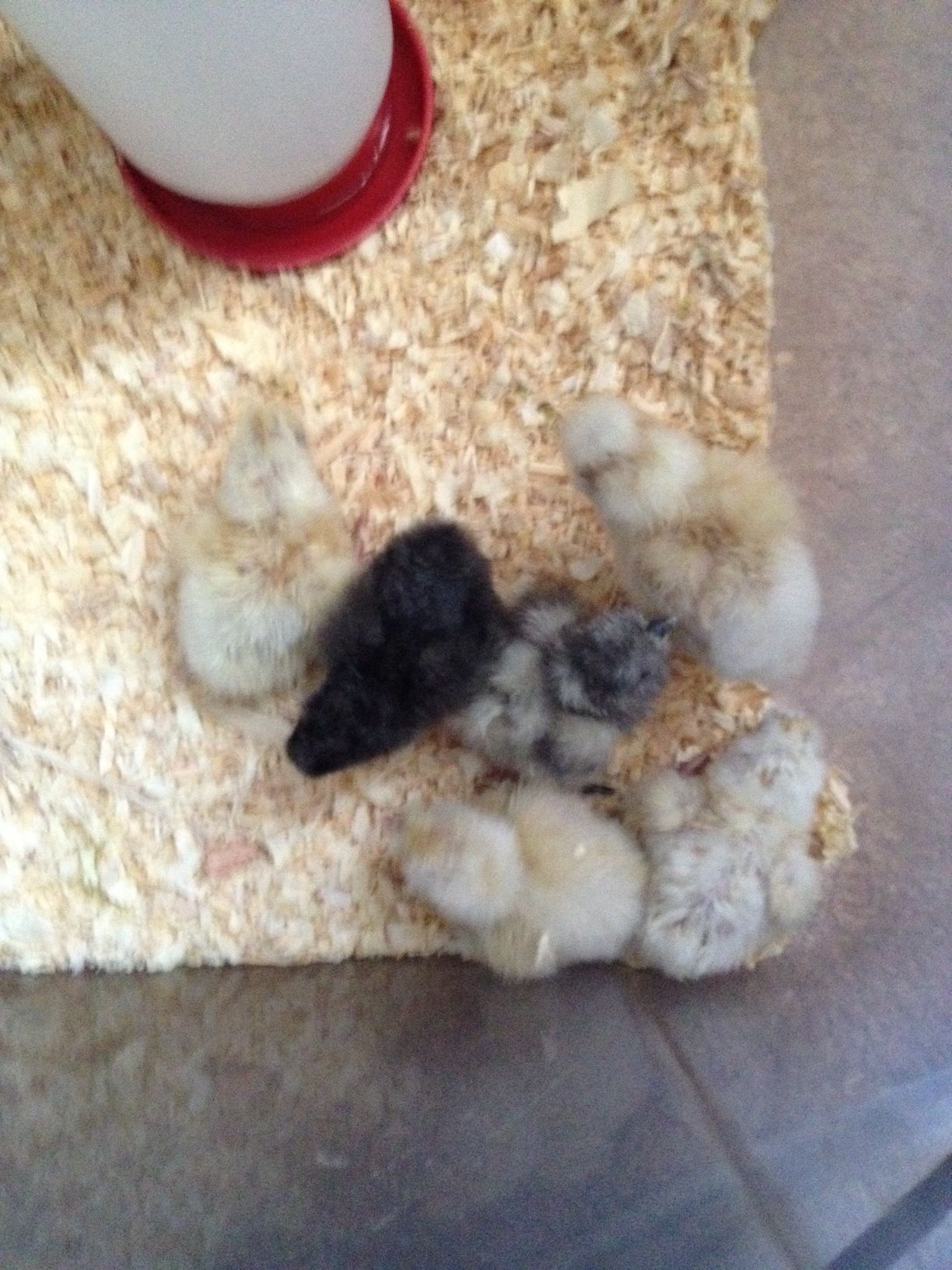 First Successful hatch!!