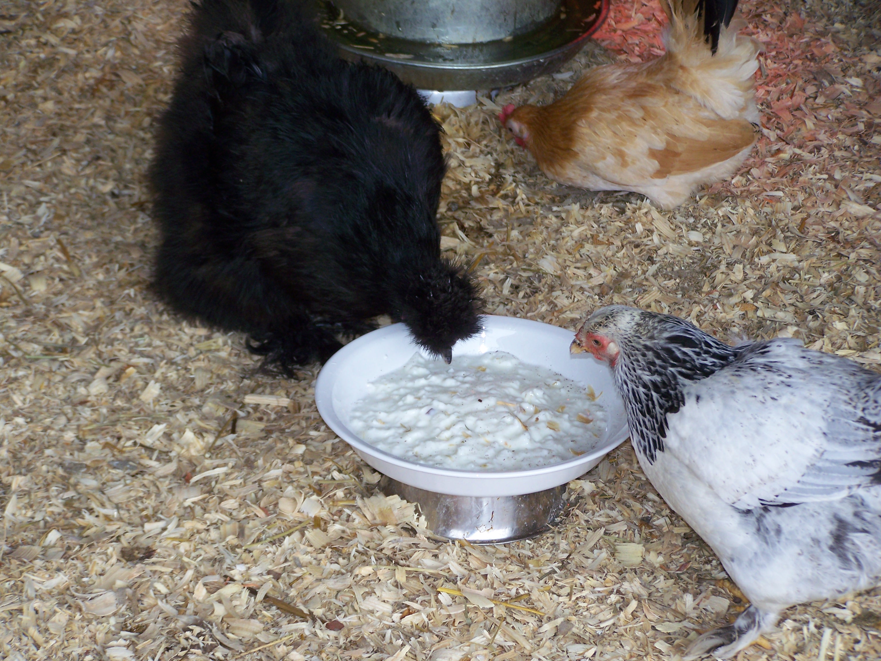 First taste of yogurt! Chaka, Miss Patsy, and Oreo.