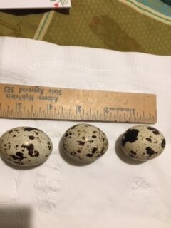 First three eggs!.JPG