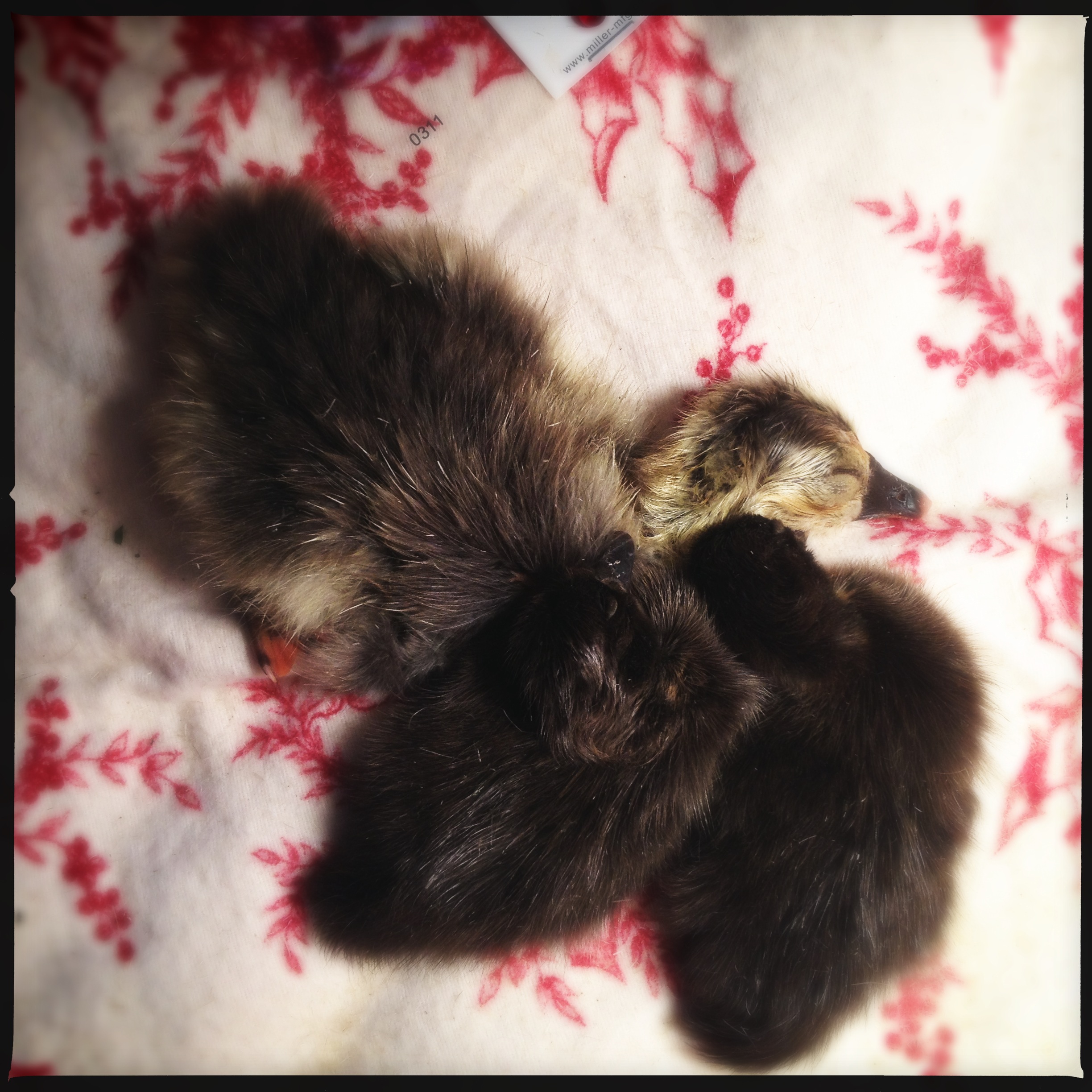 First three in the brooder.  2 ducklings and 1 gosling.  more to come, I hope!