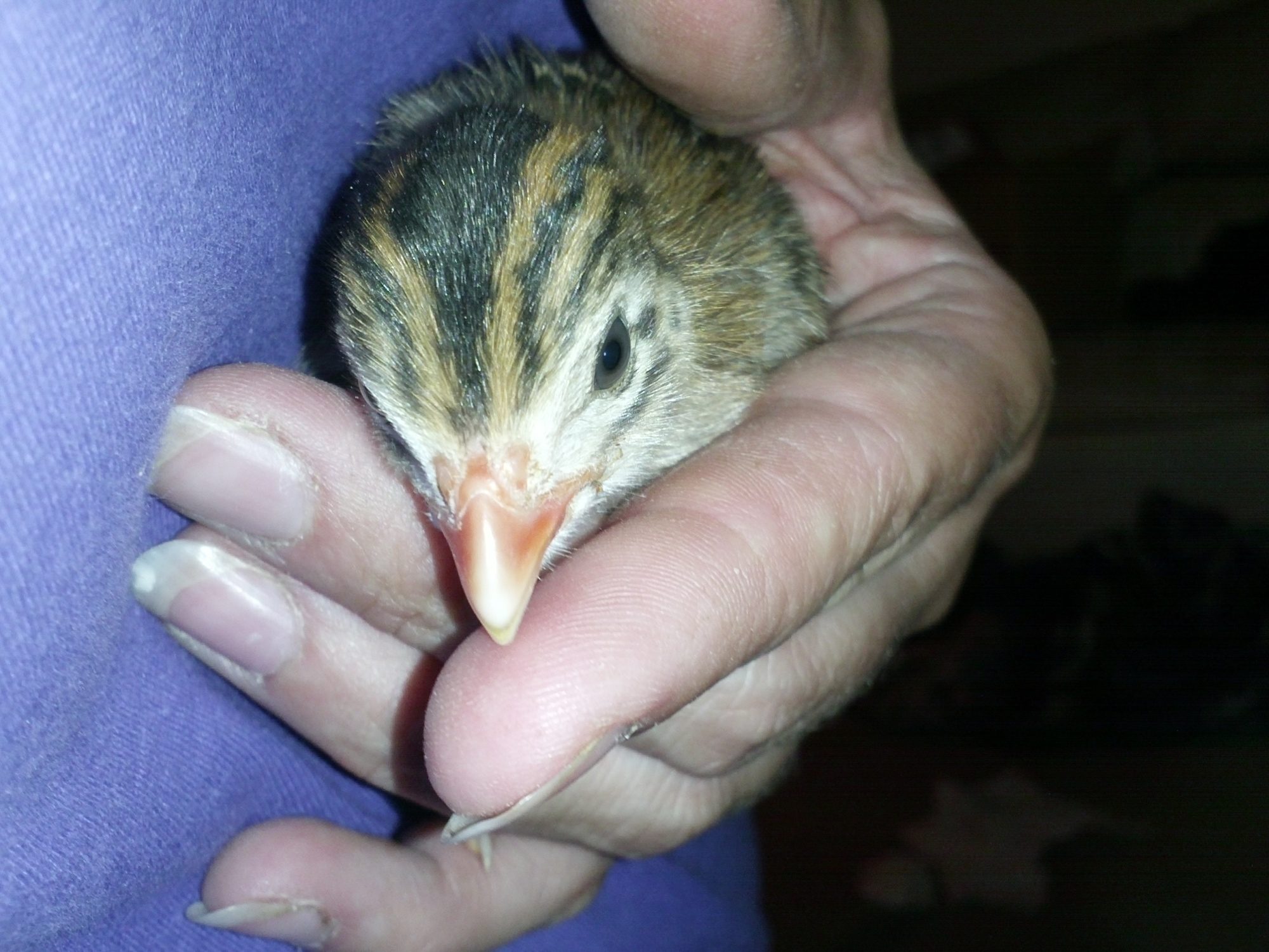 first time adventure with the guinea keets