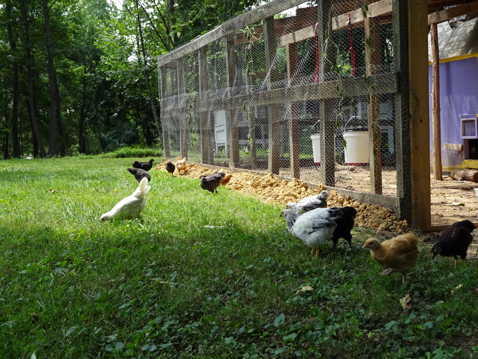 First time free ranging - 8 weeks