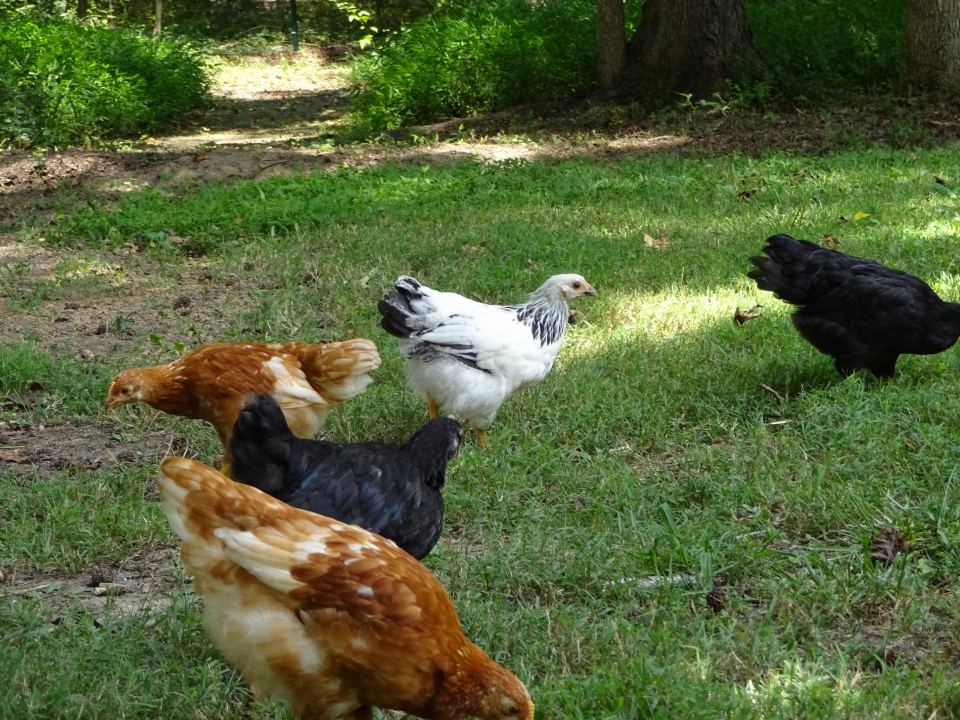First time free ranging - 8 weeks