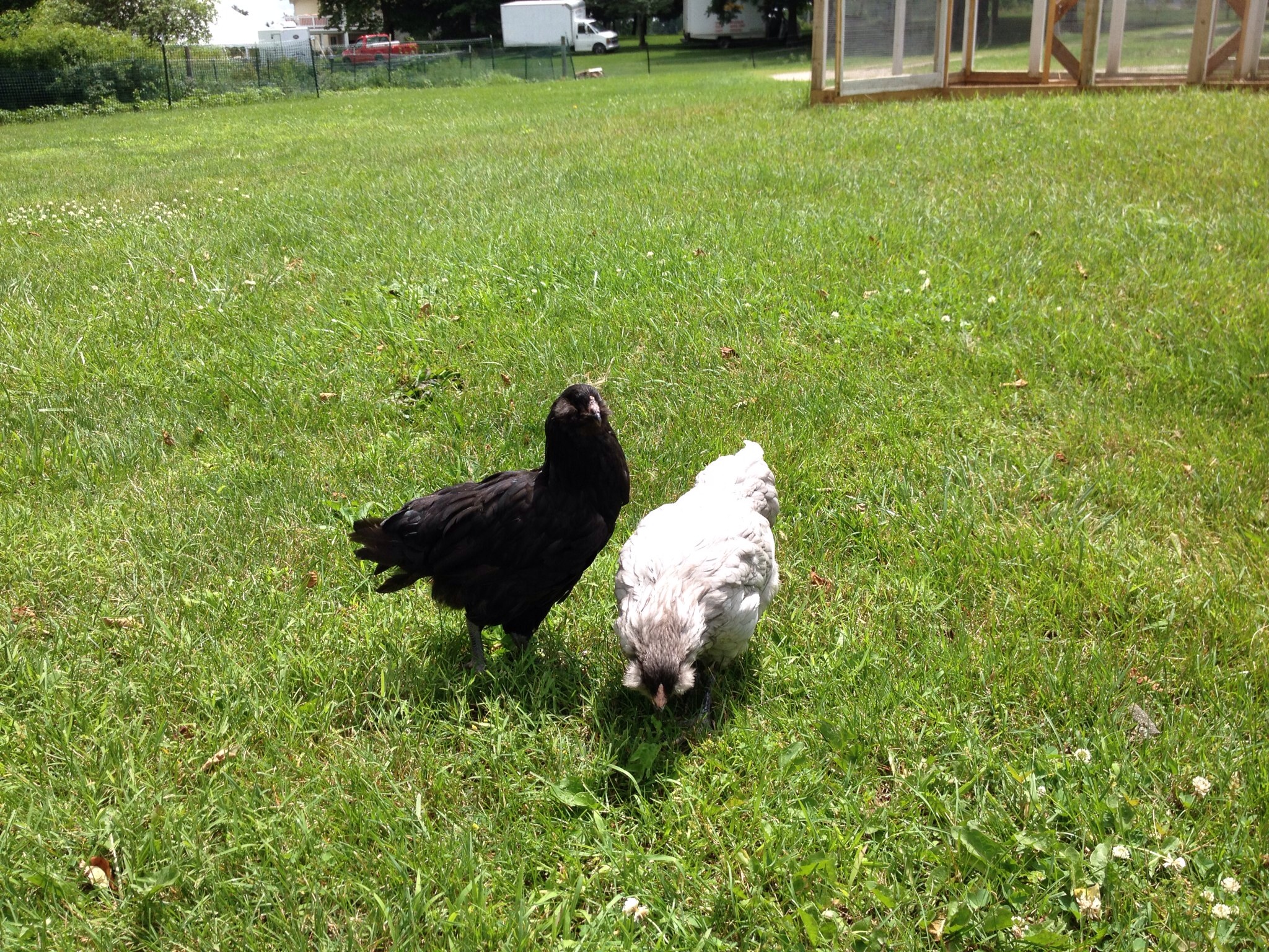 First time free ranging. Jul 2014