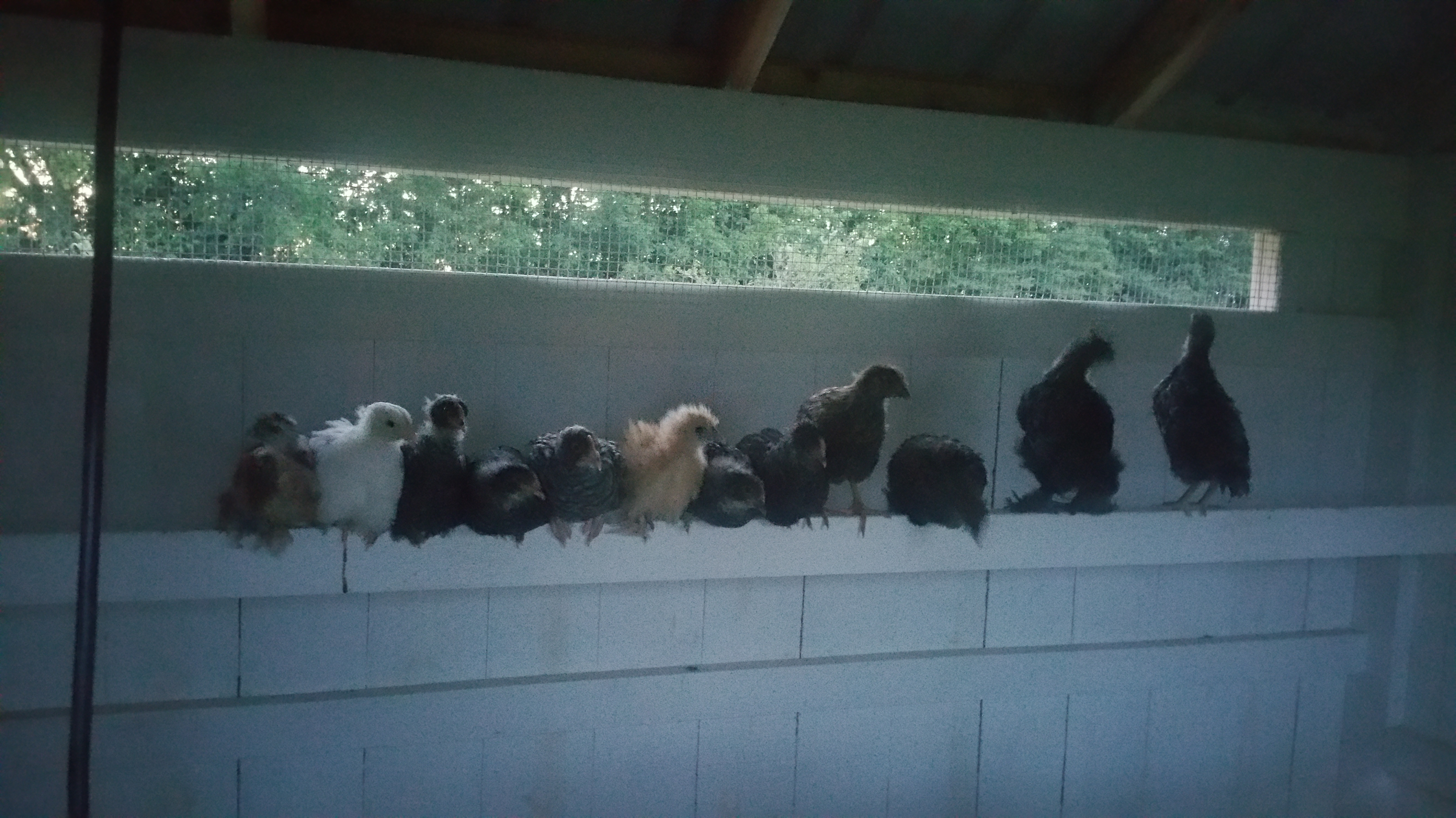 First time getting on the high roost