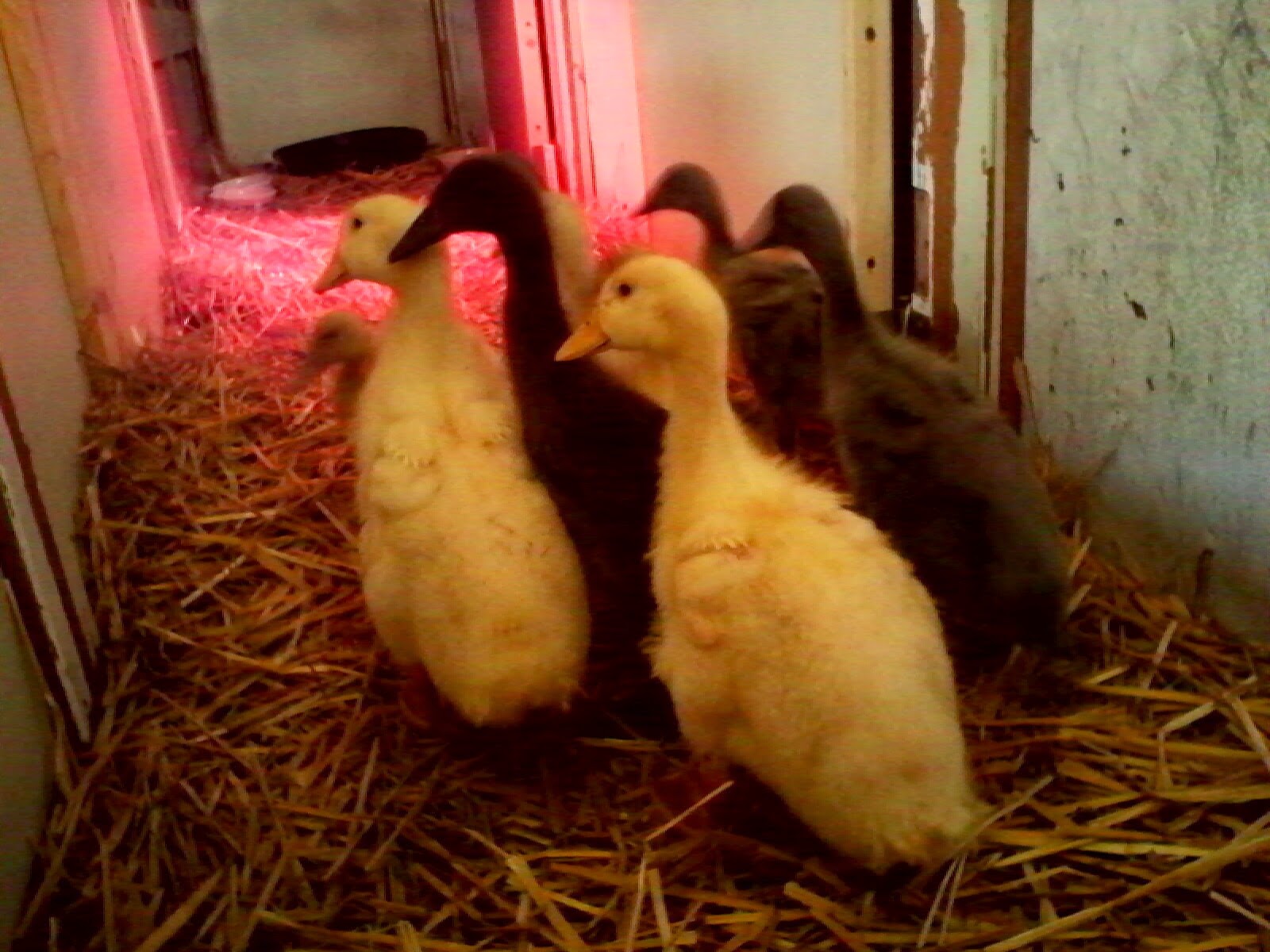 First time in horse trailer