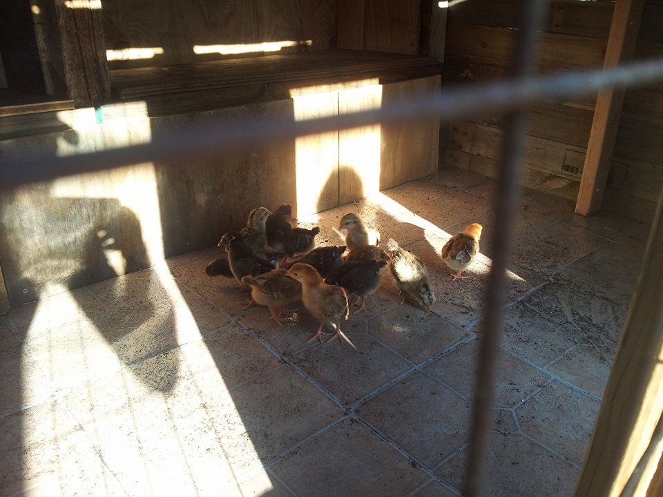 First time in the coop.