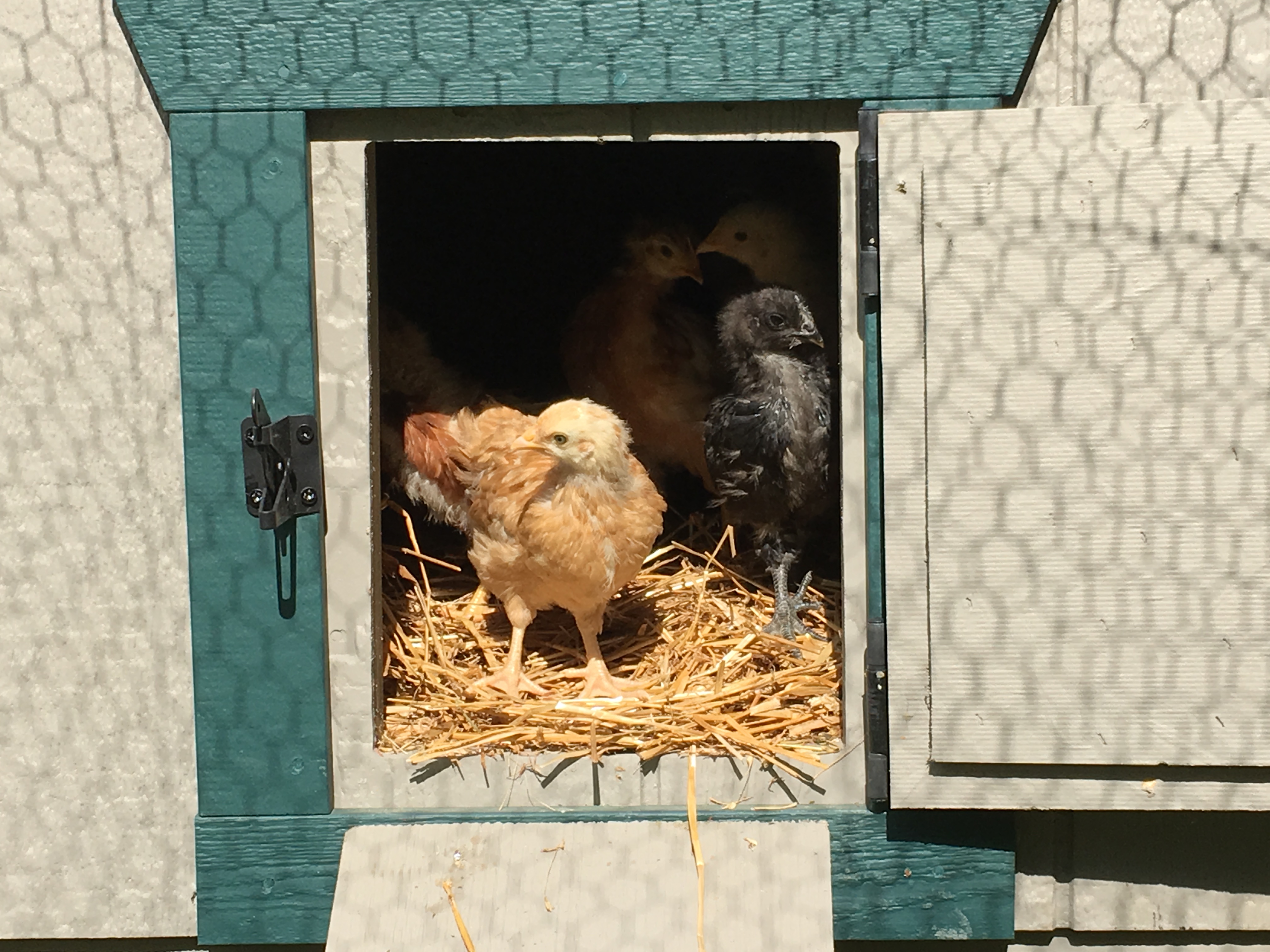 First time in the coop!
