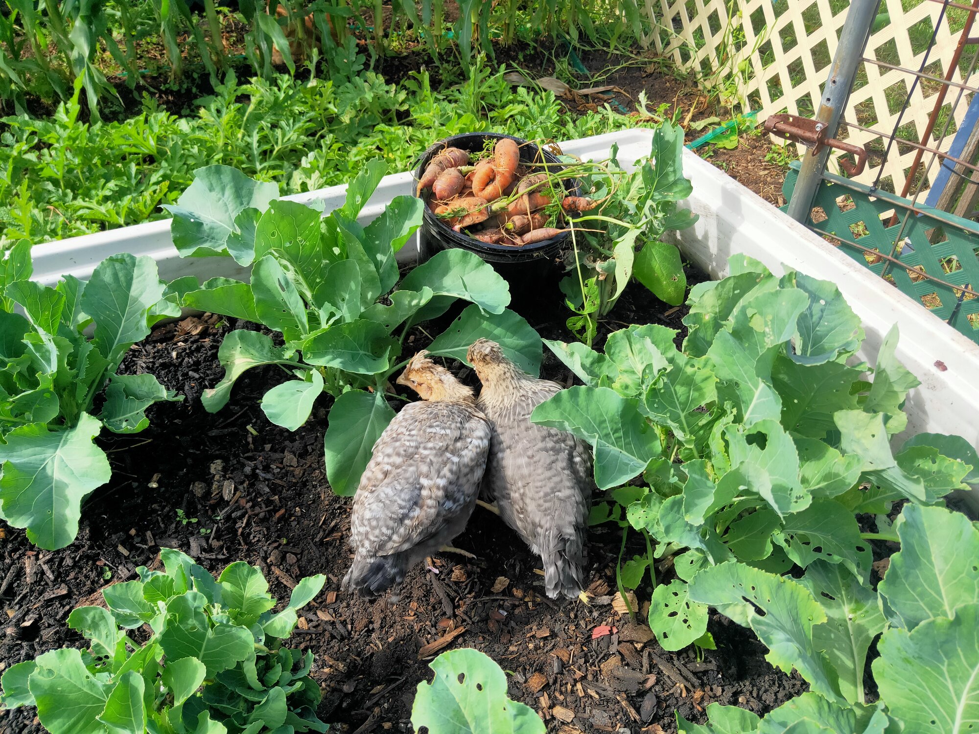 First time in the garden!