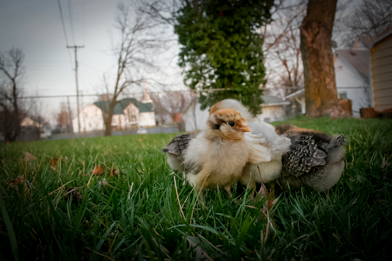 First time in the yard :) (10 days old)