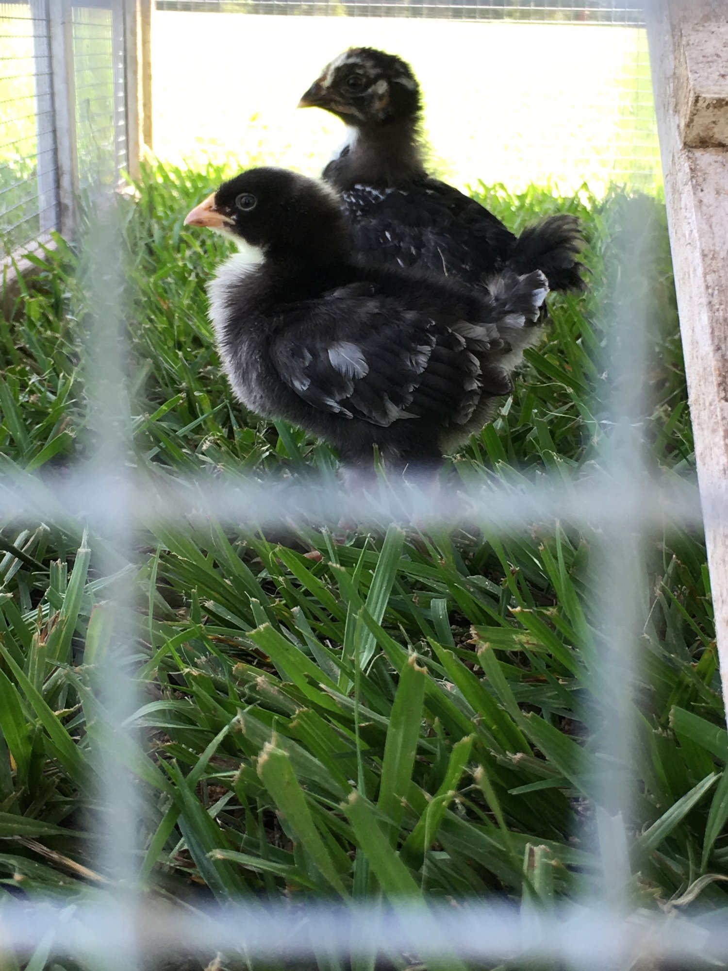 First time on grass