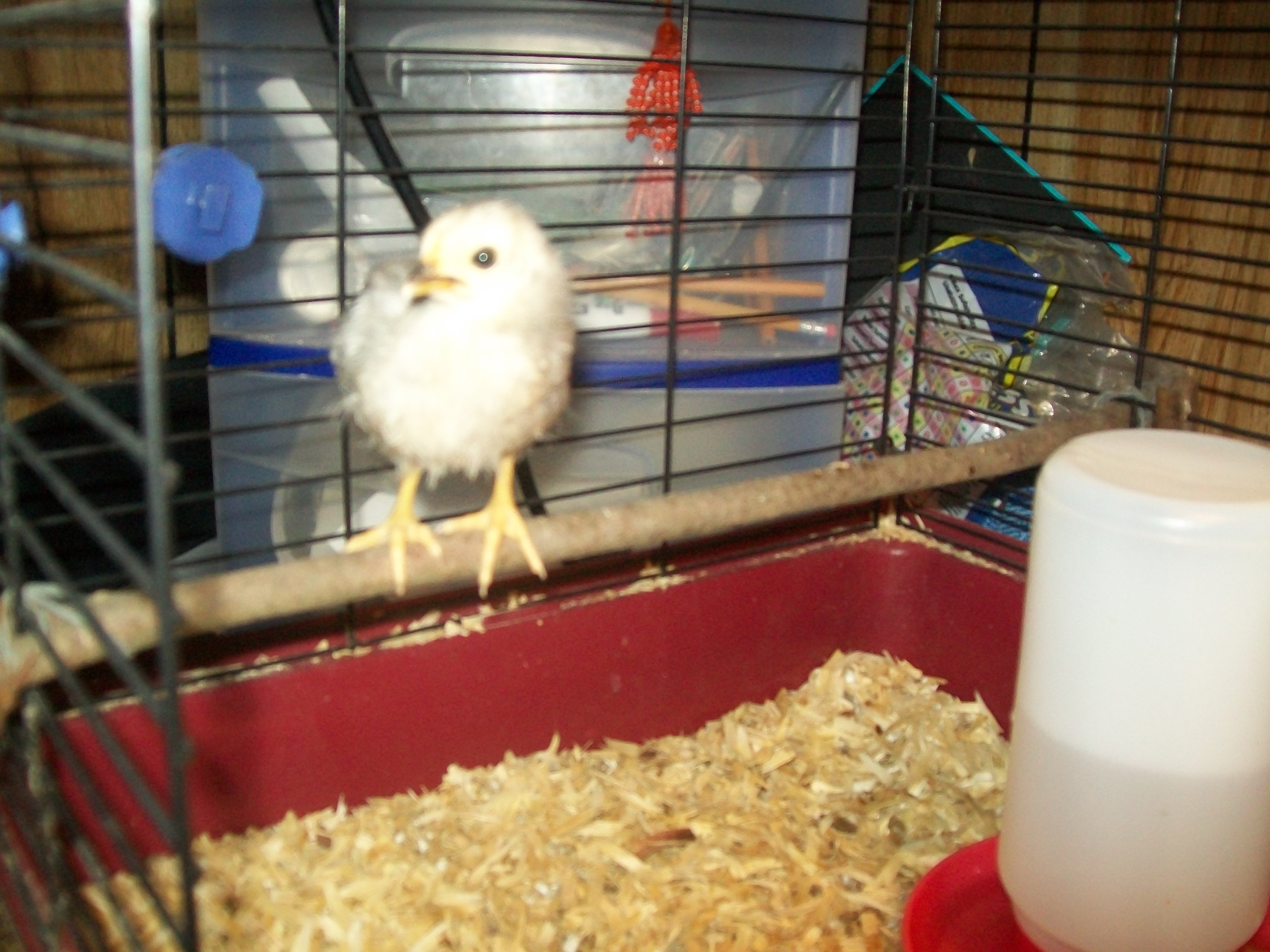 first time on the perch
