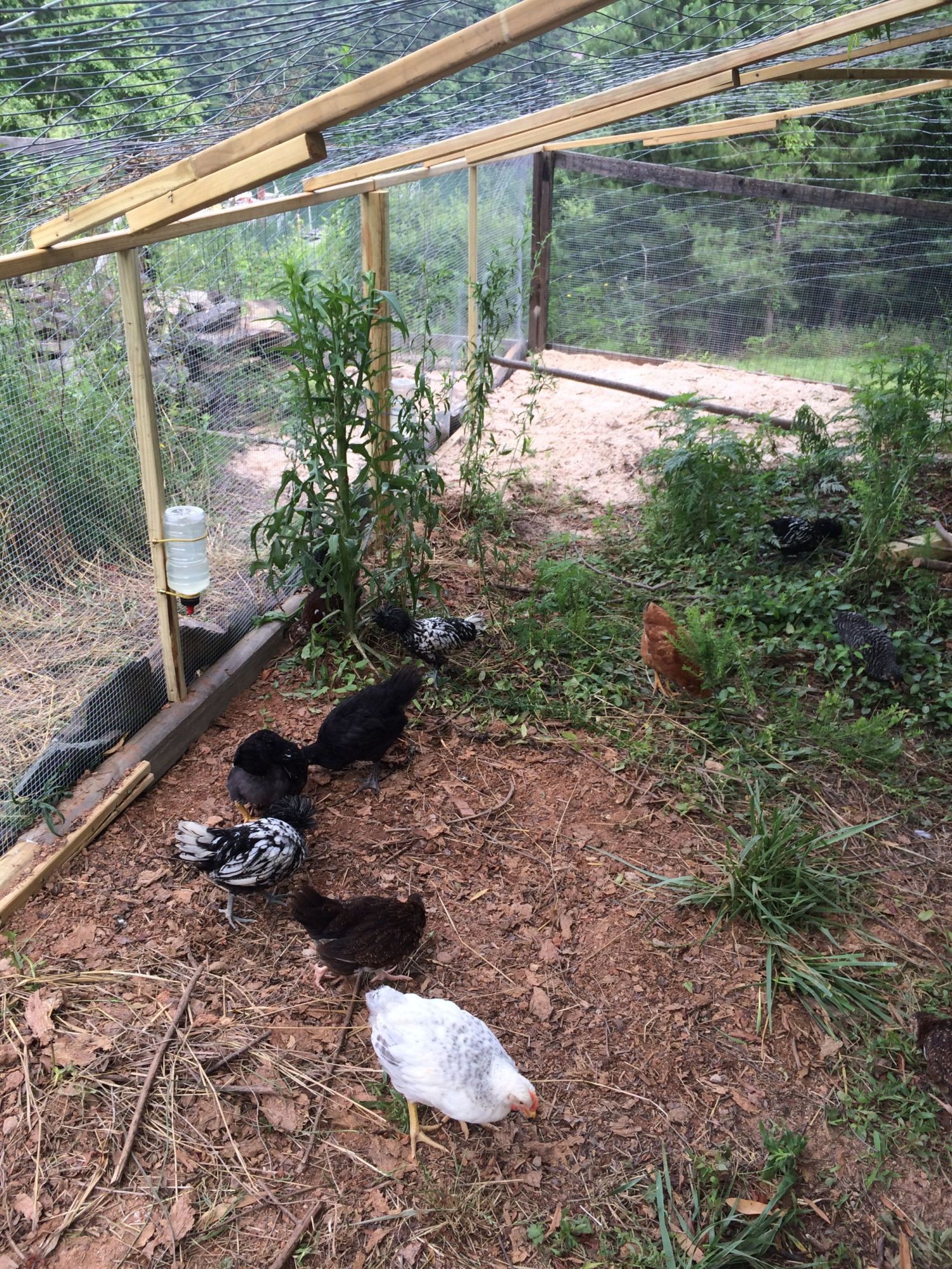First time out in the completed run that surrounds their entire coop. When they finish scratching it all up I will rake out the debris and spread the sand out so it is easy to keep clean but for now it is a bug fest!