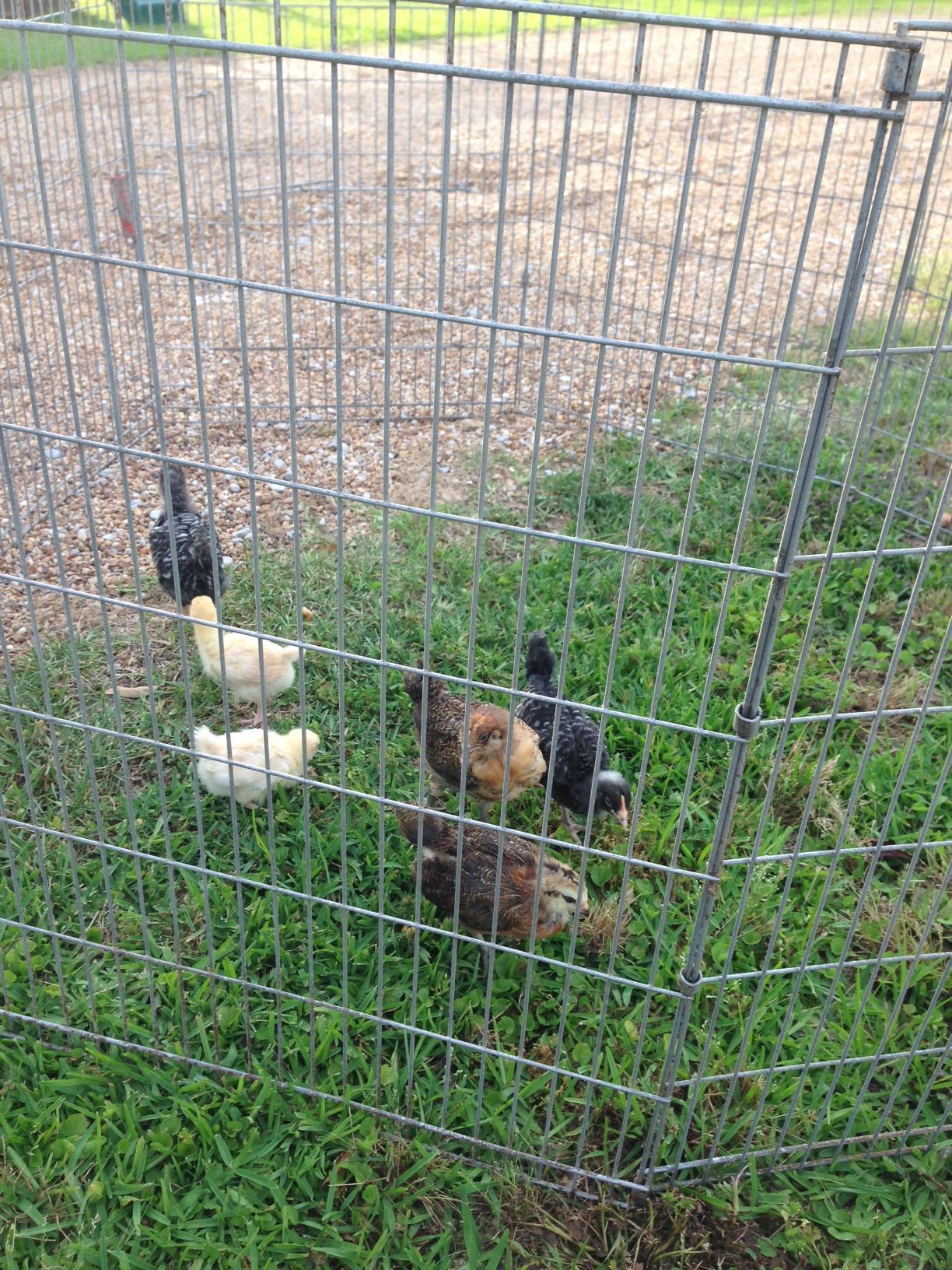 First time out in the yard